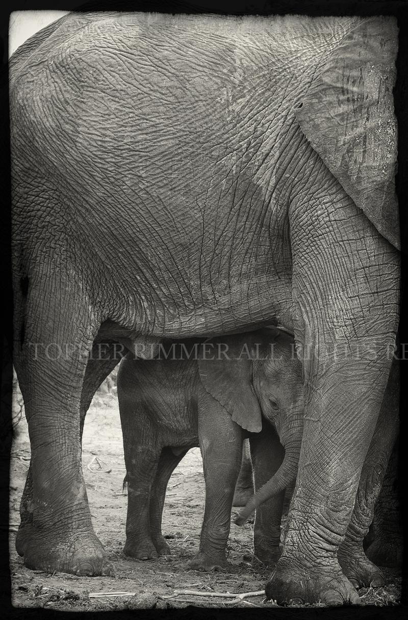 An elephant cow and calf.