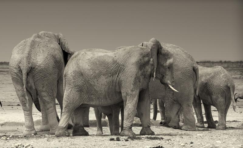 Elephants Near Okaukuejo.
