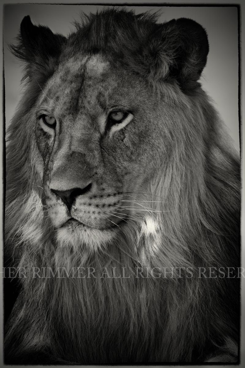 A South African lion.