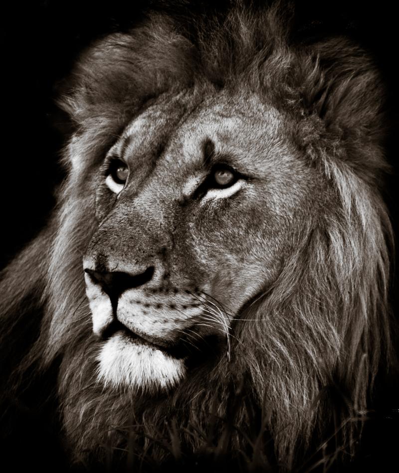 Lion at Kruger in 2008.