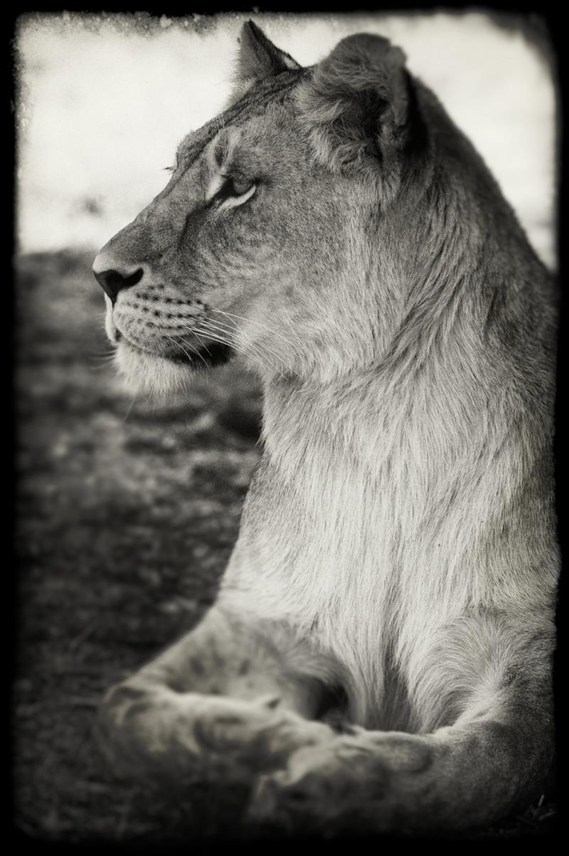 Young lioness in the evening light.